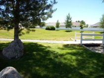 A tree provides shade on a sunny day. 