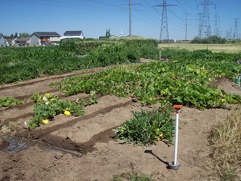 The Clinton Community Gardens